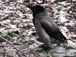 4a22d88040e9ca6e3877cf740e823f44.gif