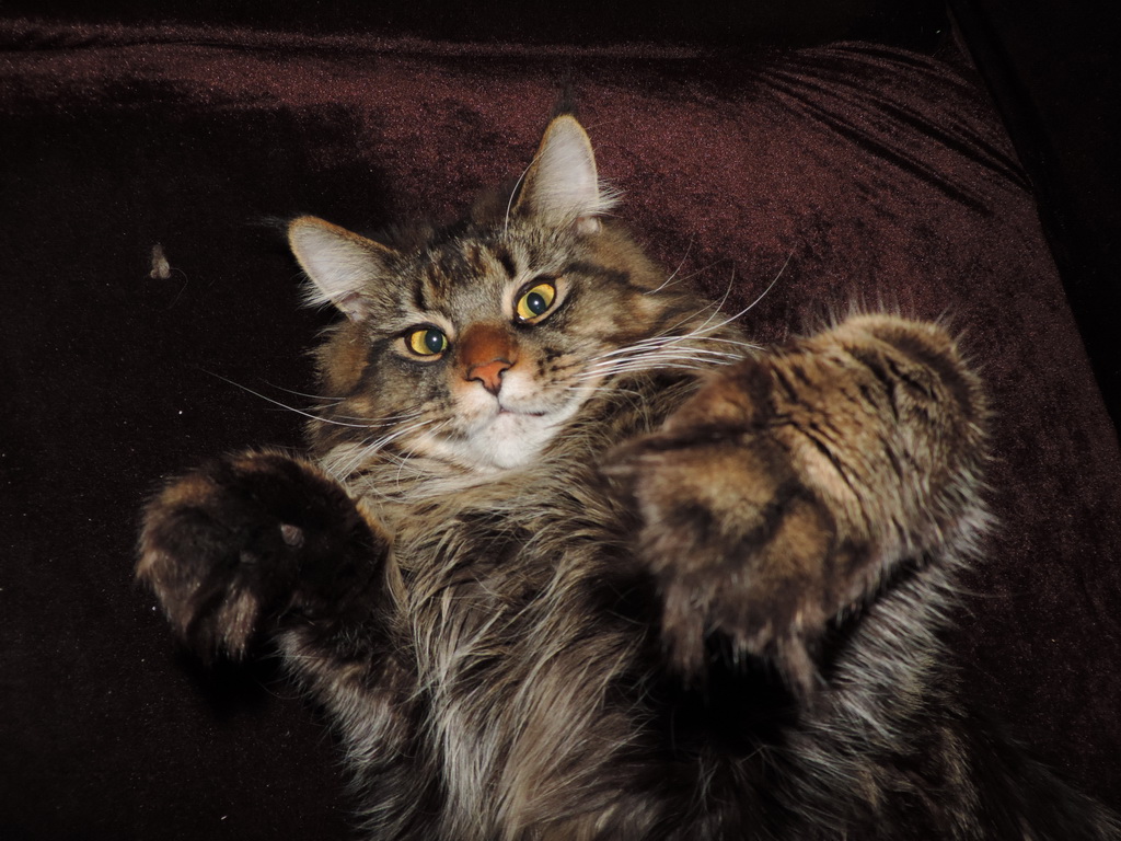 Зображення