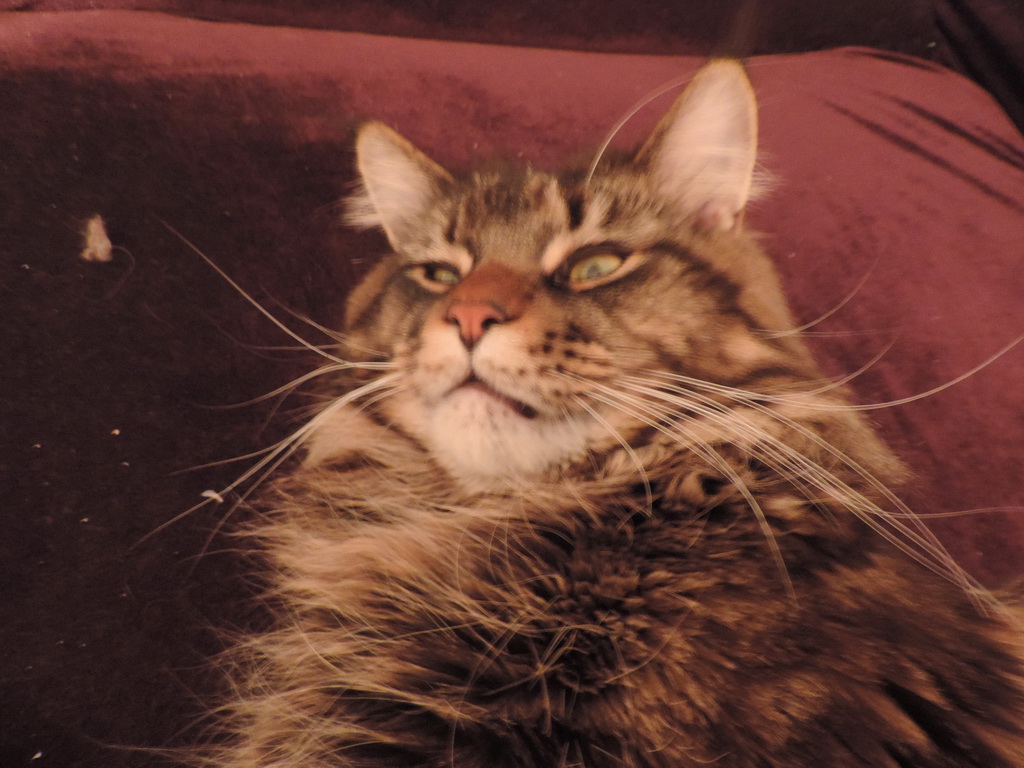 Зображення