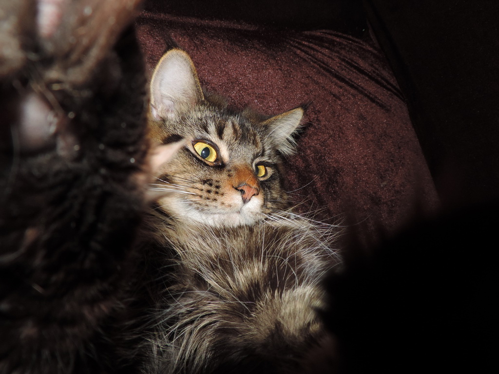 Зображення