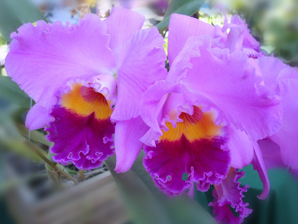 Каттлея орхидея фото описание сорта
