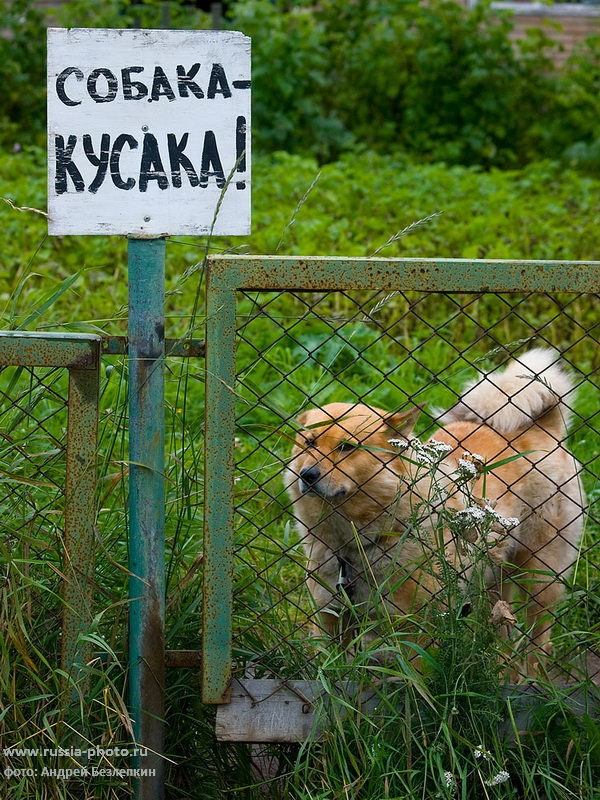 Кусака фото картинки