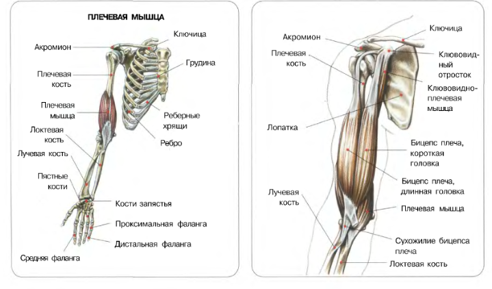 Плечелучевая мышца. Строение плечелучевой мышцы. Плечелучевая мышца прикрепление и функции. Место прикрепления плечевой мышцы. Место прикрепления бицепса плеча.