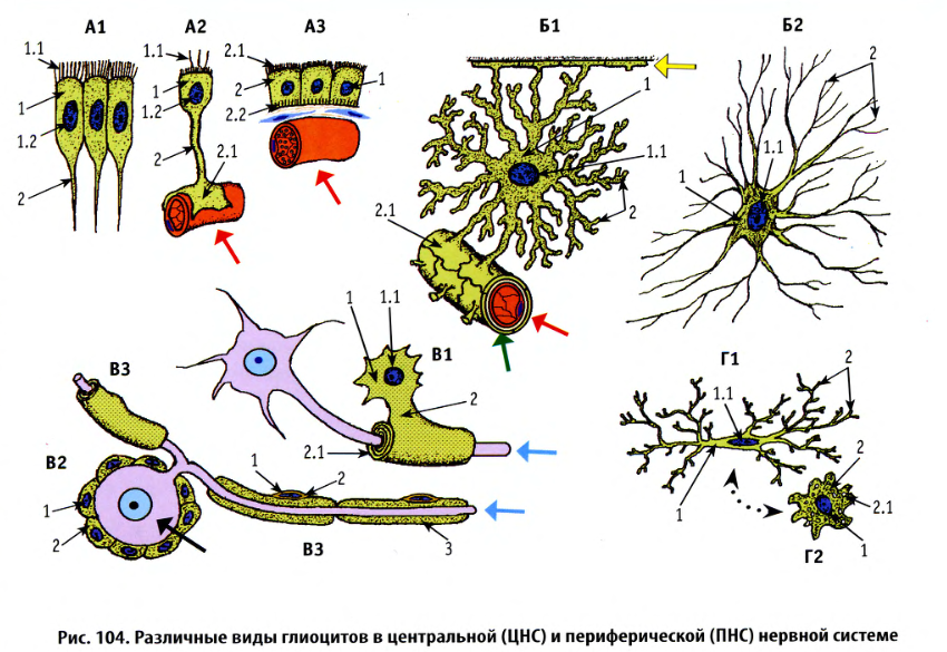 На схеме представлены клетки нейроглии первый тип клетки цилиндрической формы с ресничками