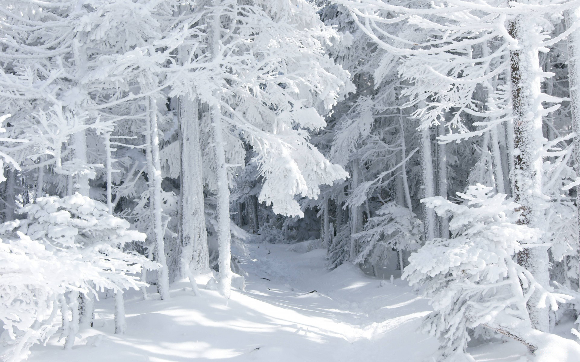 Лес в снегу без смс