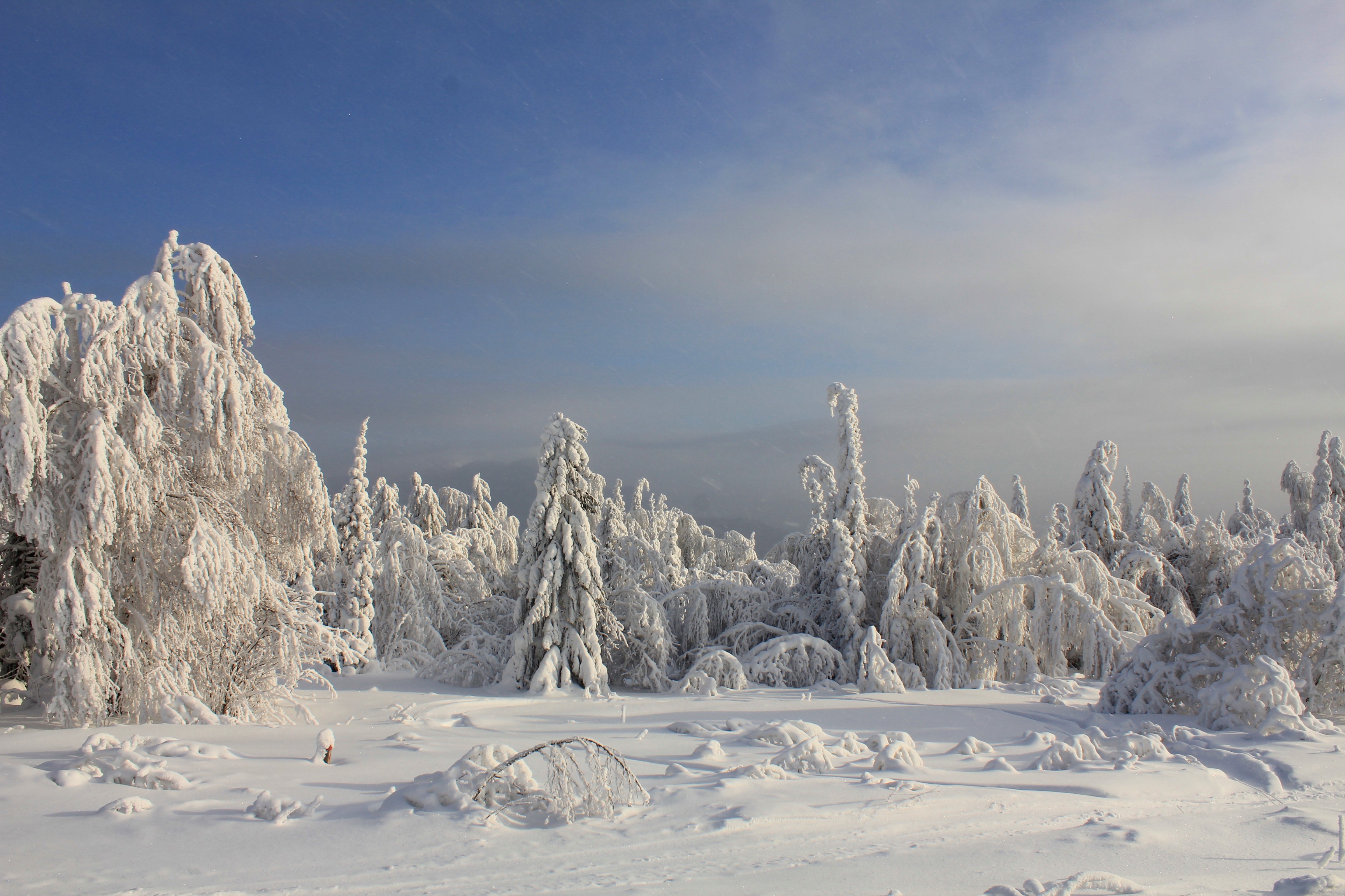 Снег пейзаж. Сугробы. Зимние пейзажи Коми. Невероятная природа зима. Леса Коми зима.