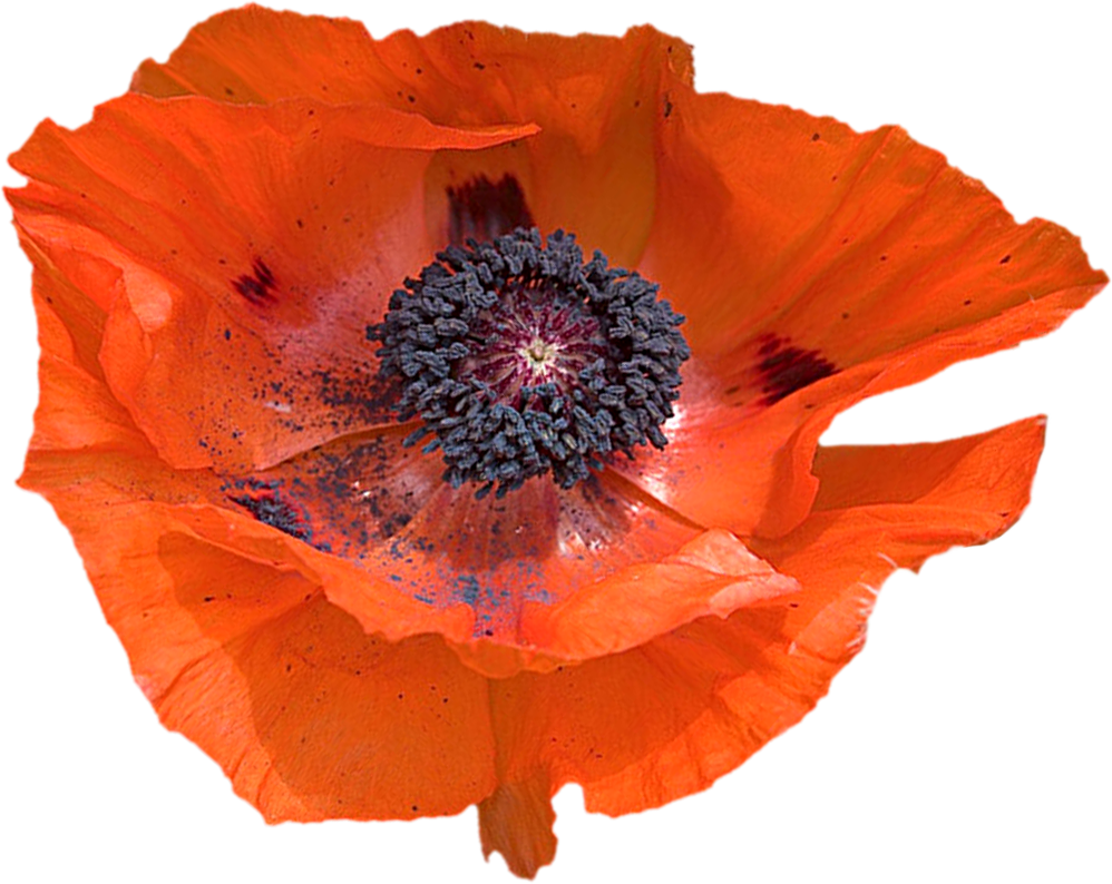 Poppy png