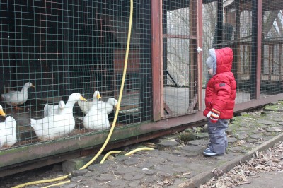 Контактный мини-зоопарк в ЖК Золотые Ключи, ул. Минская 1