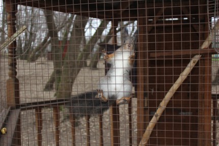 Контактный мини-зоопарк в ЖК Золотые Ключи, ул. Минская 1