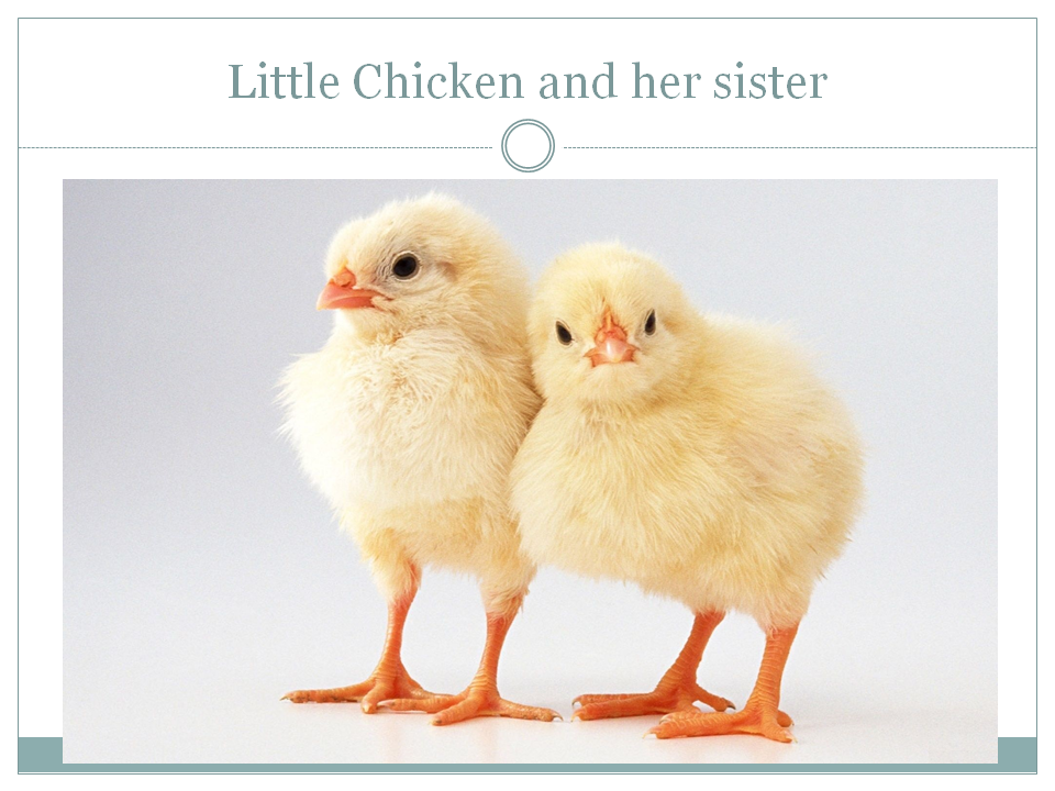 Купить цыплят бройлеров в нижегородской области