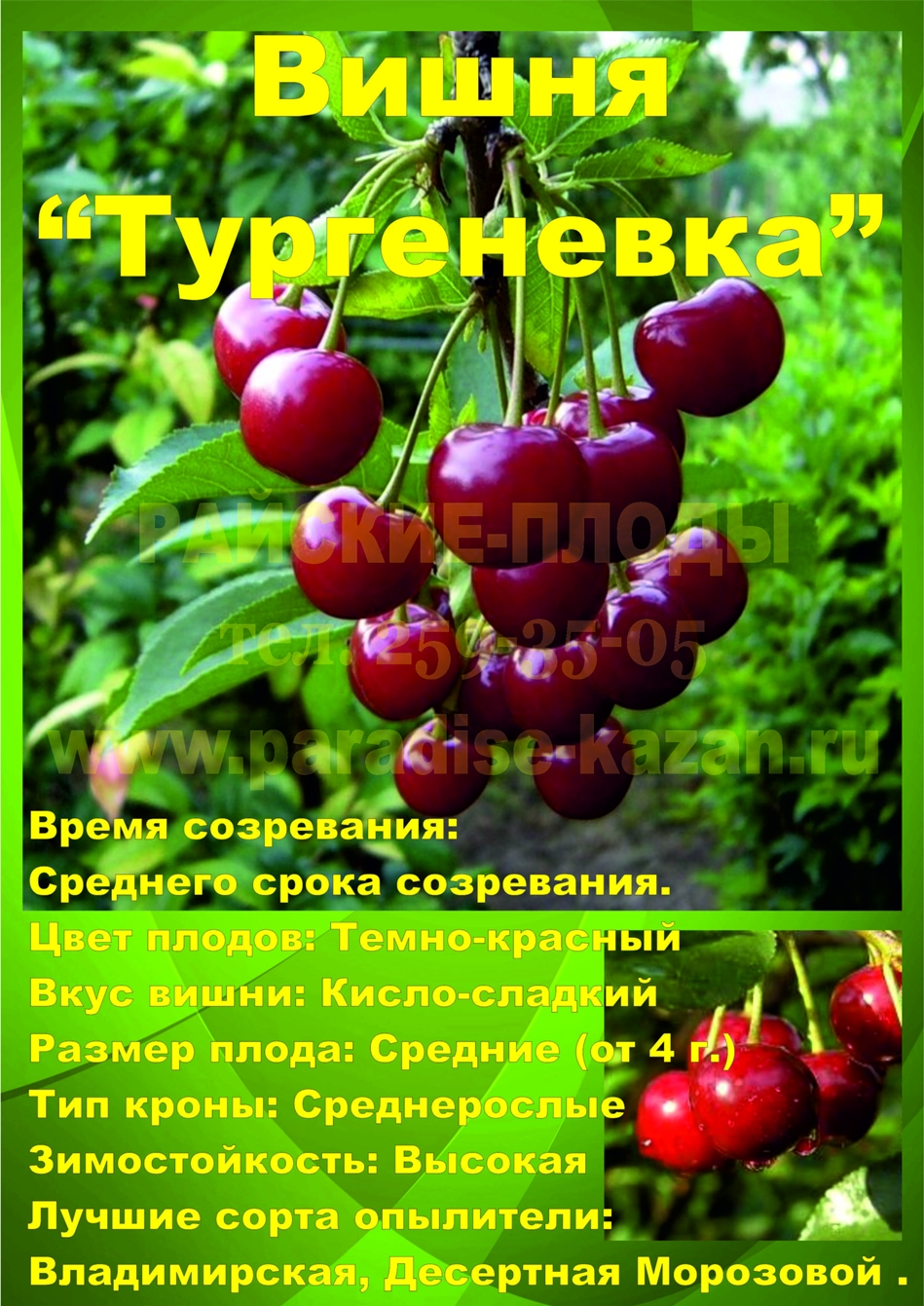 Сорт вишни тургеневка фото и описание сорта